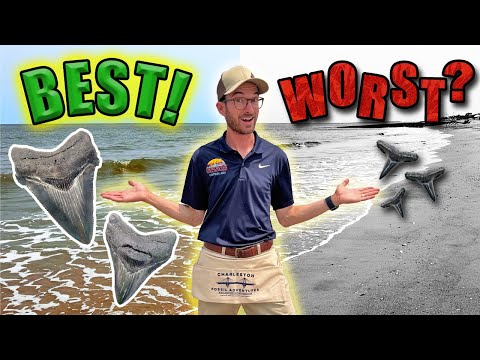 RANKED: The *BEST* Method to Find Shark Teeth on the Beach!