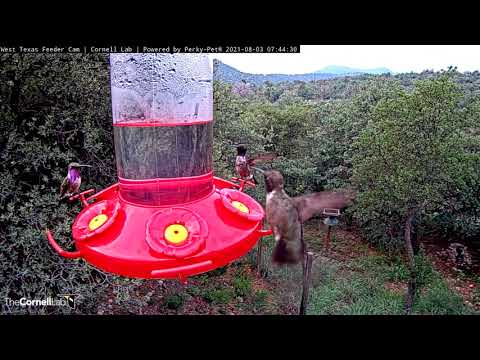 Lucifer Hummingbird Sparkles At West Texas Feeders – Aug. 3, 2021