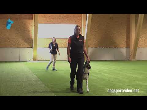 Qualification - Marjolein van Rotterdam + Made my day of Silent Storm/Border Collie - Netherlands