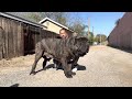 American Molossus Old World Monstro at 22 months 240 lbs