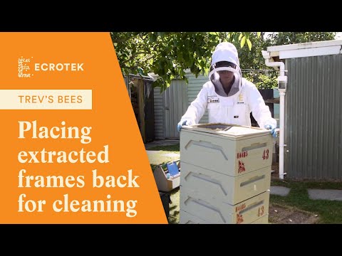 Trevs Bees - Placing the extracted wet frames back onto a Honey Bee Colony for cleaning.