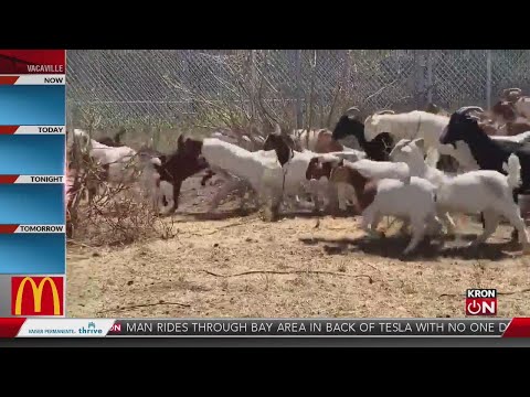 Goats working hard in Oakland