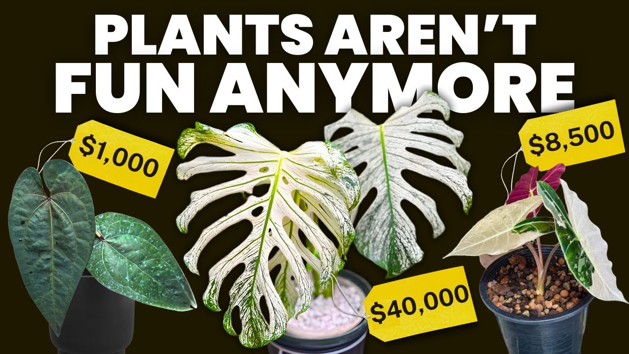 The grindification of houseplants