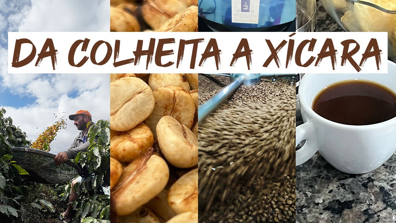 DA COLHEITA A XÍCARA | CAFÉ SELEÇÃO DO MÁRIO