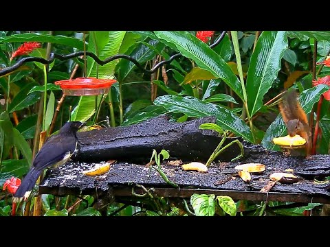 Black-chested Jays Share The Panama Fruit Feeder With A Red-tailed Squirrel – July 23, 2020