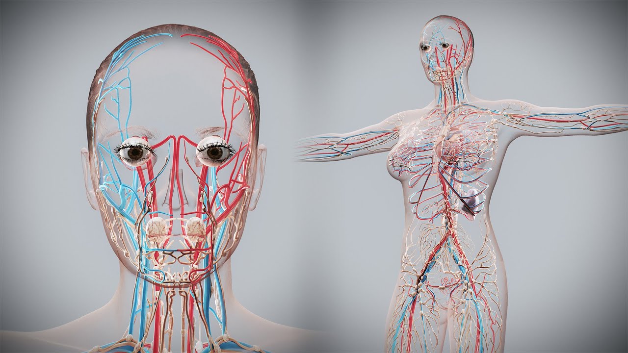 Human Female Circulatory and Lymphatic Anatomy 3D Model