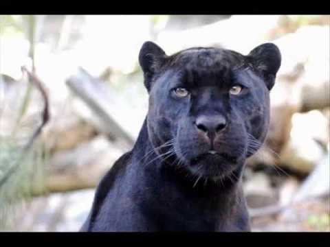 Willi Stanke  -  Der schwarze Panther (1942)