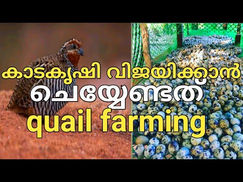 എൻജിനീയറിങ് ഡിപ്ലോമക്കാരന്റെ കാട കൃഷി|quail farming|kada krishi|kaada krishi malayalam|