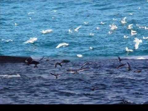 Euphoria - Nalin Kan