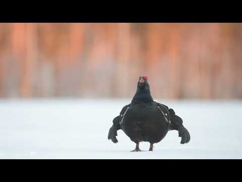 Black Grouse lek 4k