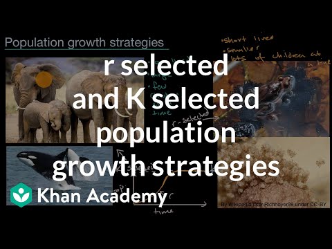 r-selected and K-selected population growth strategies | High school biology | Khan Academy