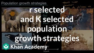 r-selected and K-selected population growth strategies | High school biology | Khan Academy