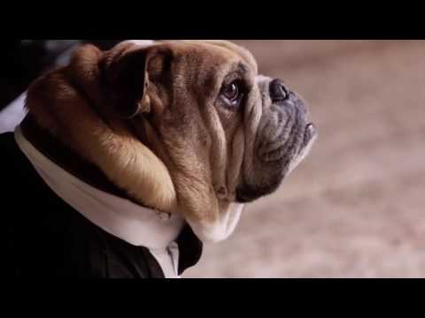 【HD】 John Legend 'All of Me' Dog Wedding Music Video    Omaze by oo  Omaze oo