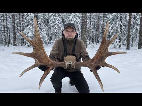 Drops 2026 - Beautiful pair of moose