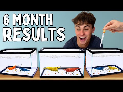 Breeding Shrimp Experiment: 4 Colors Mixed!