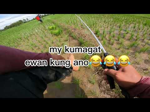 Pag spray ng palayan