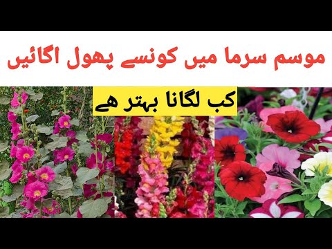 Winter Flowering plants |Winter Season Flowers Urdu Names| Sardiyon Main Konsi Phool  Ugaye ||