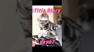 Titia Diary19「仔猫お迎えしました」【day65to68】 #アメリカンショートヘアー #シルバータビー #shorts