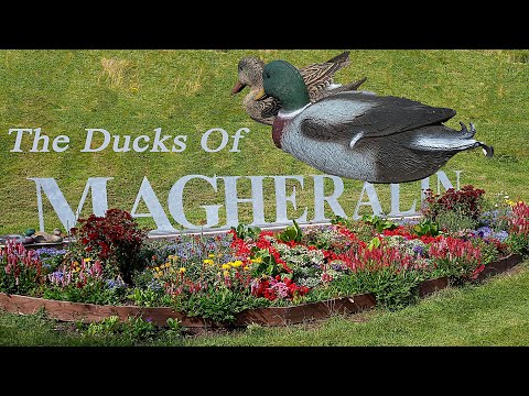 The Ducks of Magheralin (folksong from Co Down)