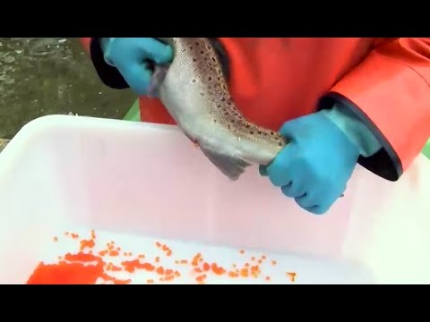 Fischzüchter melkt Meerforellen aus Kellersee in Bad Malente