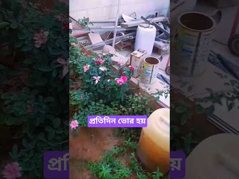 প্রতিদিন ভোর হয় সূর্য উঠে শিশিরের ছোঁয়াতে ফুল ফোটে I🌹 #love #fruit #bangladesh #duck #birds#new