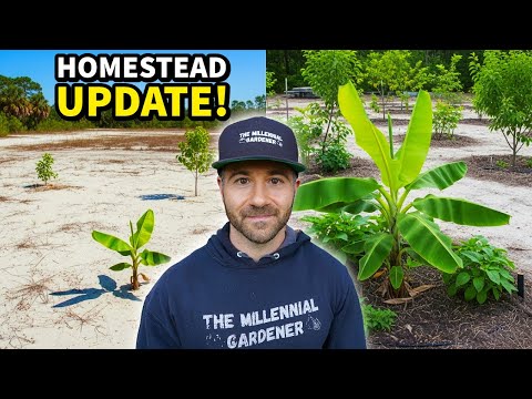 Major Homestead Update: An Exciting New Chapter Begins!