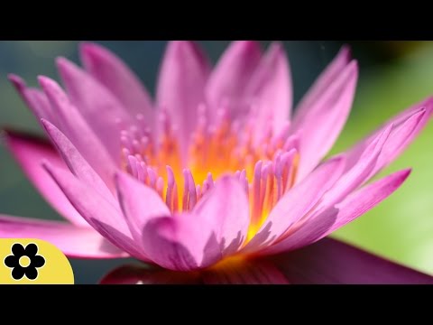 Meditation, Zen Music, Relaxation Music, Chakra, Relaxing Music for Stress Relief, Relax, ✿2856C