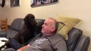 Diabetic Alert Dog Alerting to a High