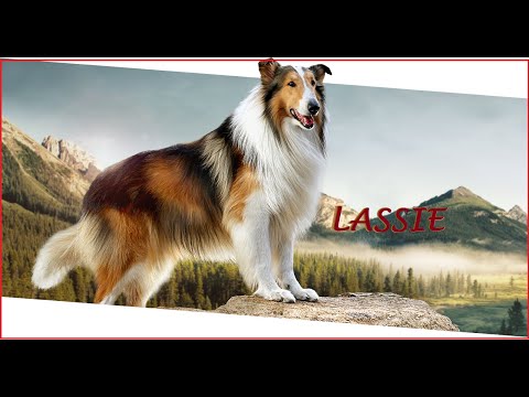 Lassie Pelicula Familiar Completa Español Latino 1