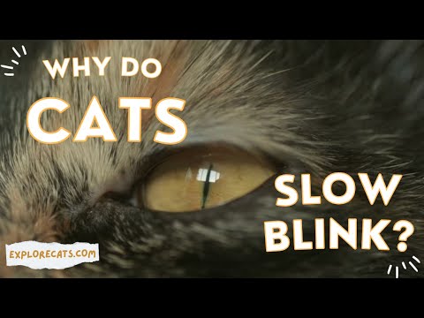 What does it mean when a cat slowly blinks at you? #shorts