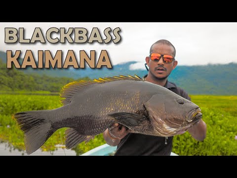 Kaimana Blackbass