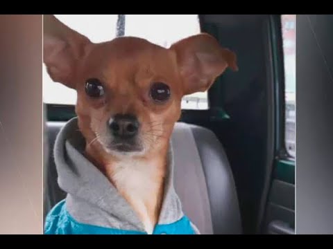 Así se robaron un perrito pinscher que estaba entre un carro