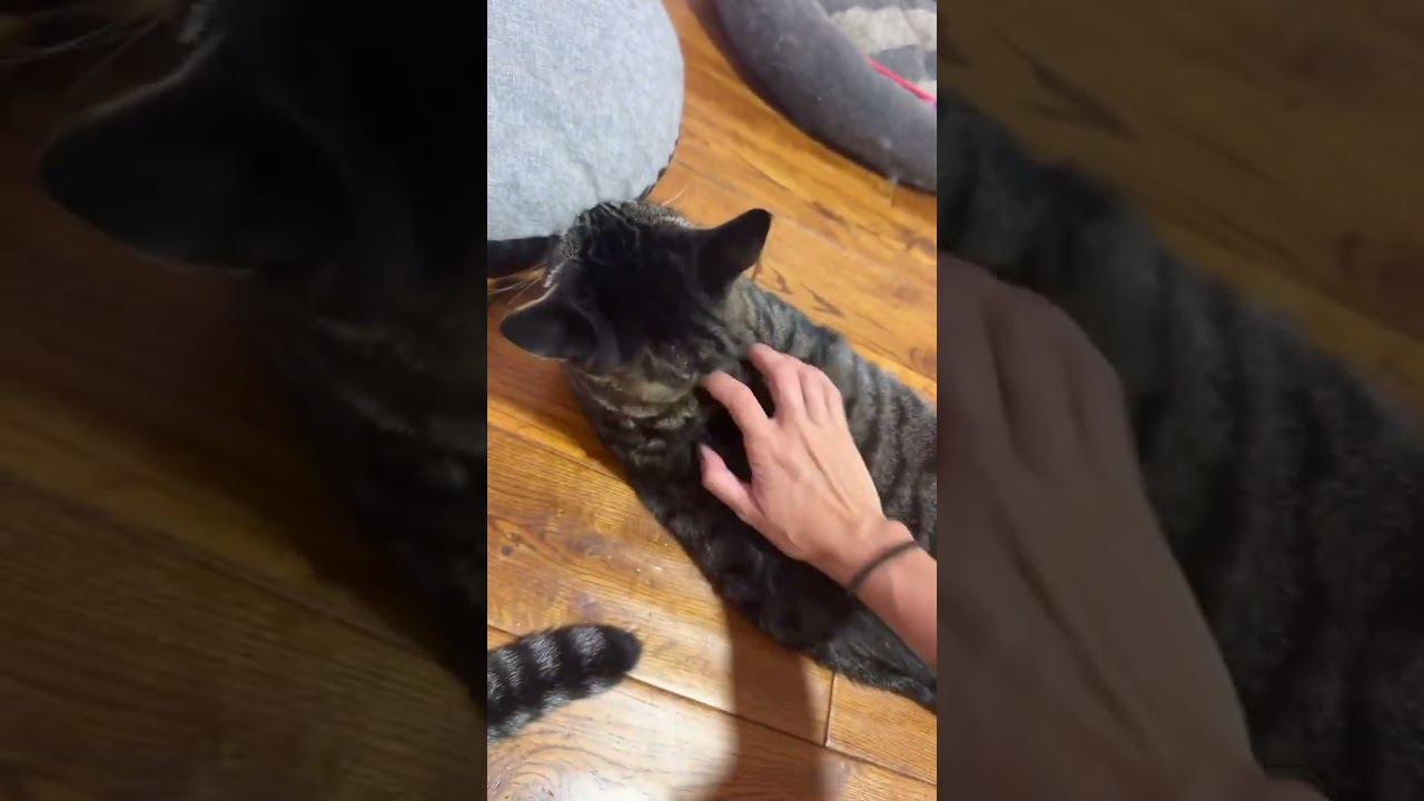 Enlarge Nessa & Maple, a Adoptable Domestic Short Hair in Spencerville, ON video 2/6