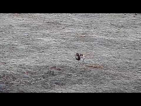 Djuma: Blacksmith Lapwing chick takes flight - 06:24 - 08/26/19