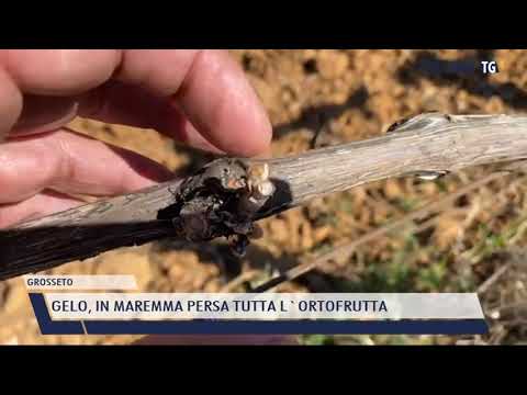 2021-04-10 GROSSETO - GELO, IN MAREMMA PERSA TUTTA L'ORTOFRUTTA