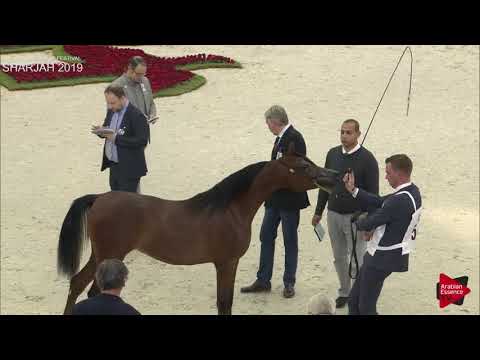 N 54 OMNIA AL HAWAJER   Sharjah International 2019