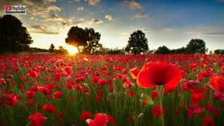 Download lagu bukit berbunga dangdut koplo deviana safara lirik video mp3