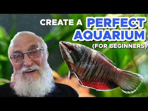 HOW TO CREATE A PERFECT AQUARIUM THE FIRST TIME YOU TRY