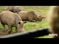 Virtual Safari Tour At Werribee Open Range Zoo