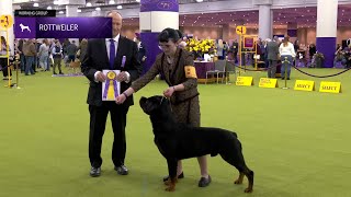 Rottweilers | Breed Judging 2025