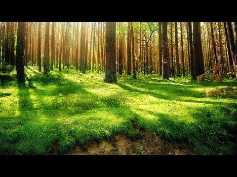 Música Relajante Del Bosque - La Magia de la Naturaleza - Música CELTA Relajante para Meditar