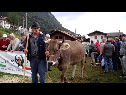 Mostra zootecnica a Serina, trionfa l’'azienda Quistini