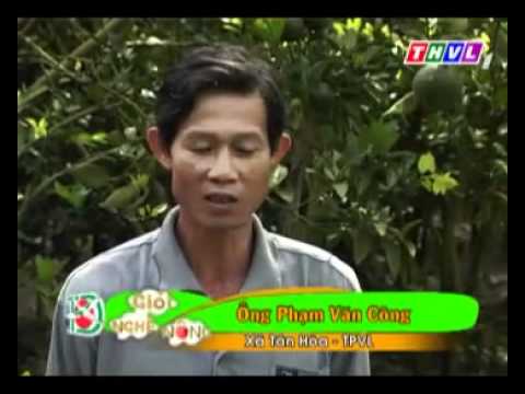 Anh Phạm Văn Công Trồng Cam Sành Cho Hiệu Quả