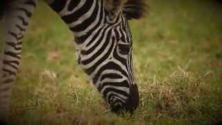 Urban Critters Zebra