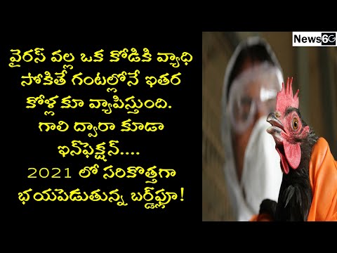 bird flu 2021 telugu