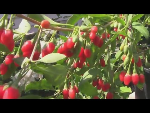 Explosive Ember Pepper Growing From Seedling Through The Summer