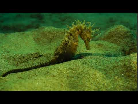 Hippocampus guttulatus