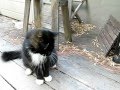 Sylvester Mr BoBo And A Stick