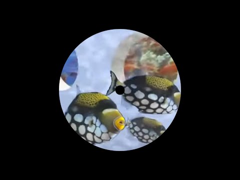 [Jungle] GeoCity Junglist - Aquarium Jazz