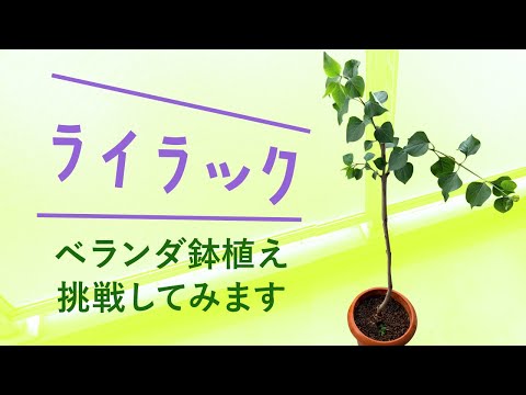 園芸 一般的なライラック